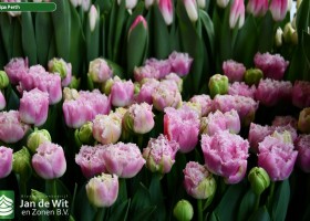Tulipa Perth ® (2)